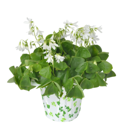 Oxalis, Assorted - View 17 from www redcrocus com