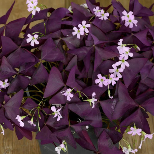 Oxalis, Assorted - View 3 from www redcrocus com