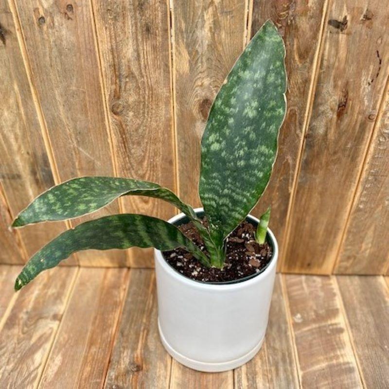 Sansevieria 'jaboa' - View 10 from www redcrocus com