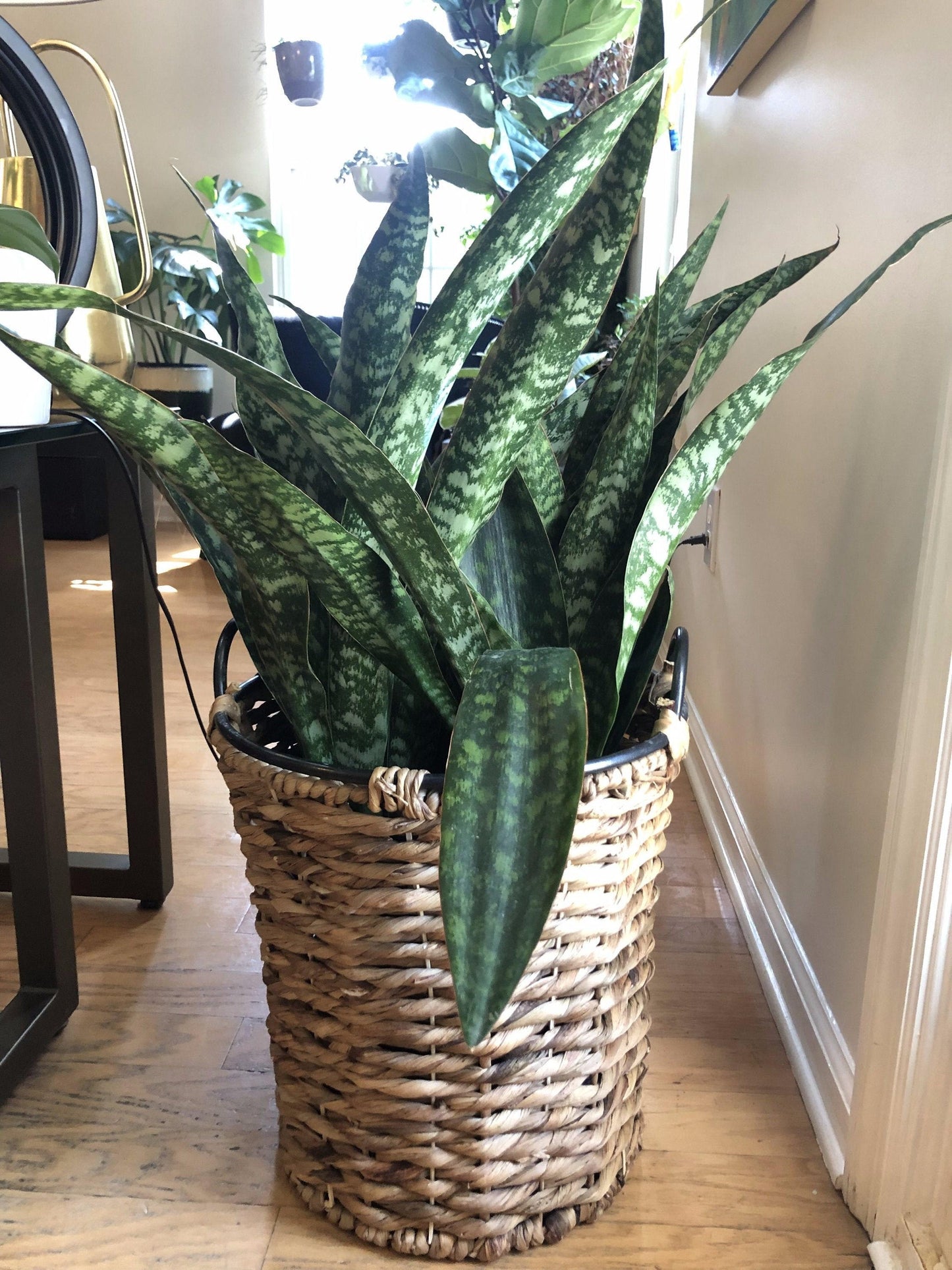 Sansevieria 'jaboa' - View 11 from www redcrocus com