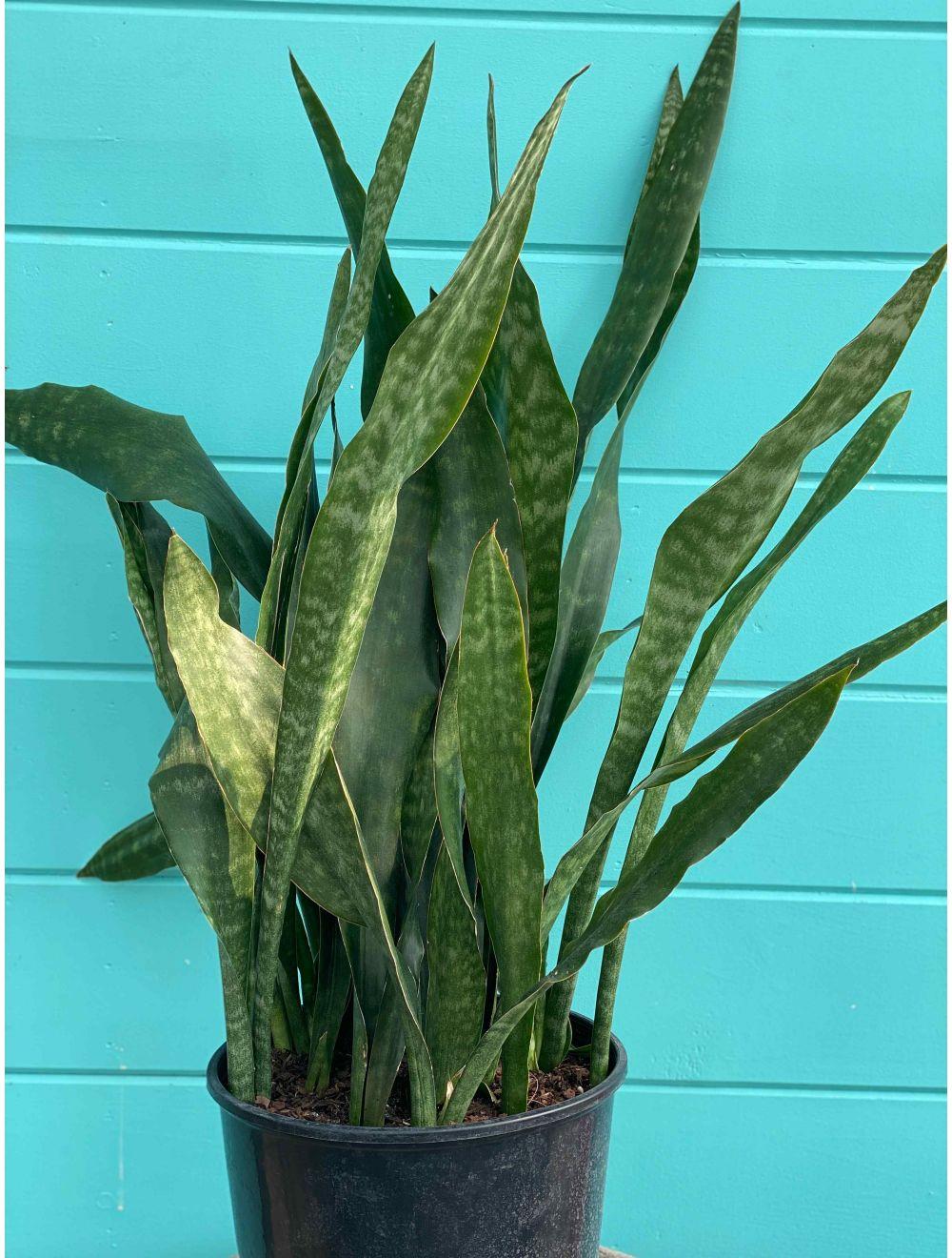 Sansevieria 'jaboa' - View 12 from www redcrocus com