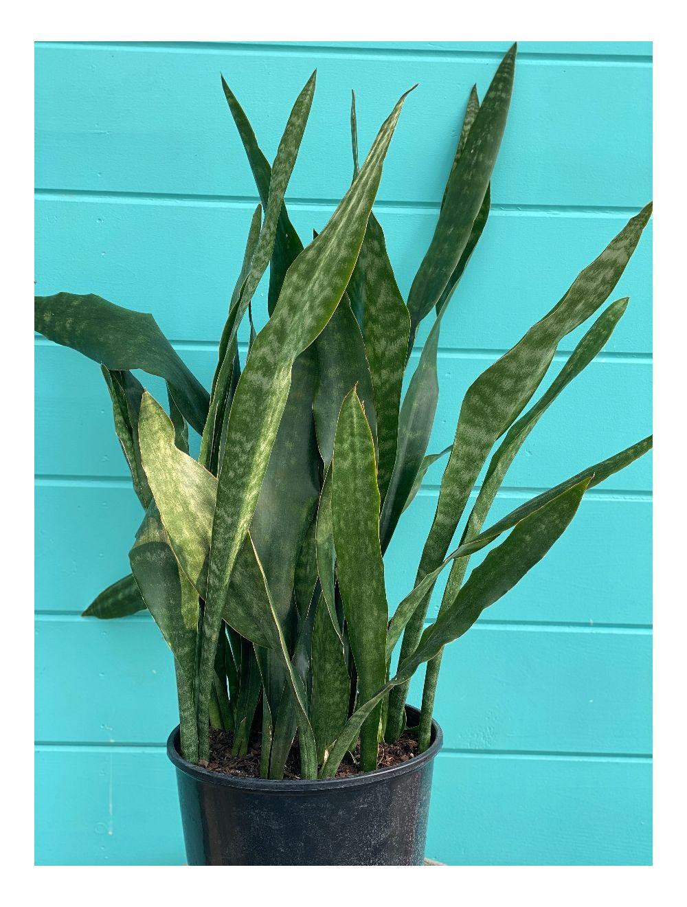 Sansevieria 'jaboa' - View 15 from www redcrocus com
