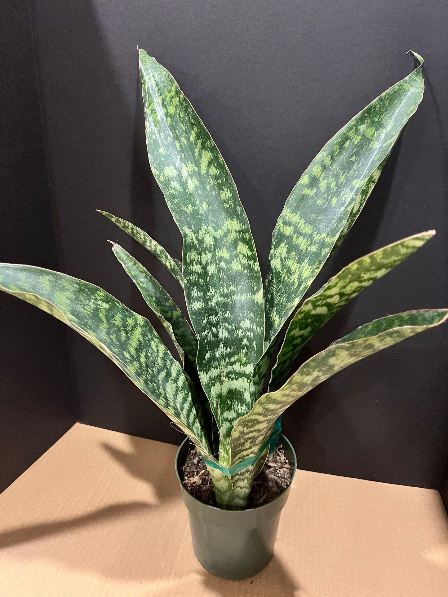 Sansevieria 'jaboa' - View 16 from www redcrocus com