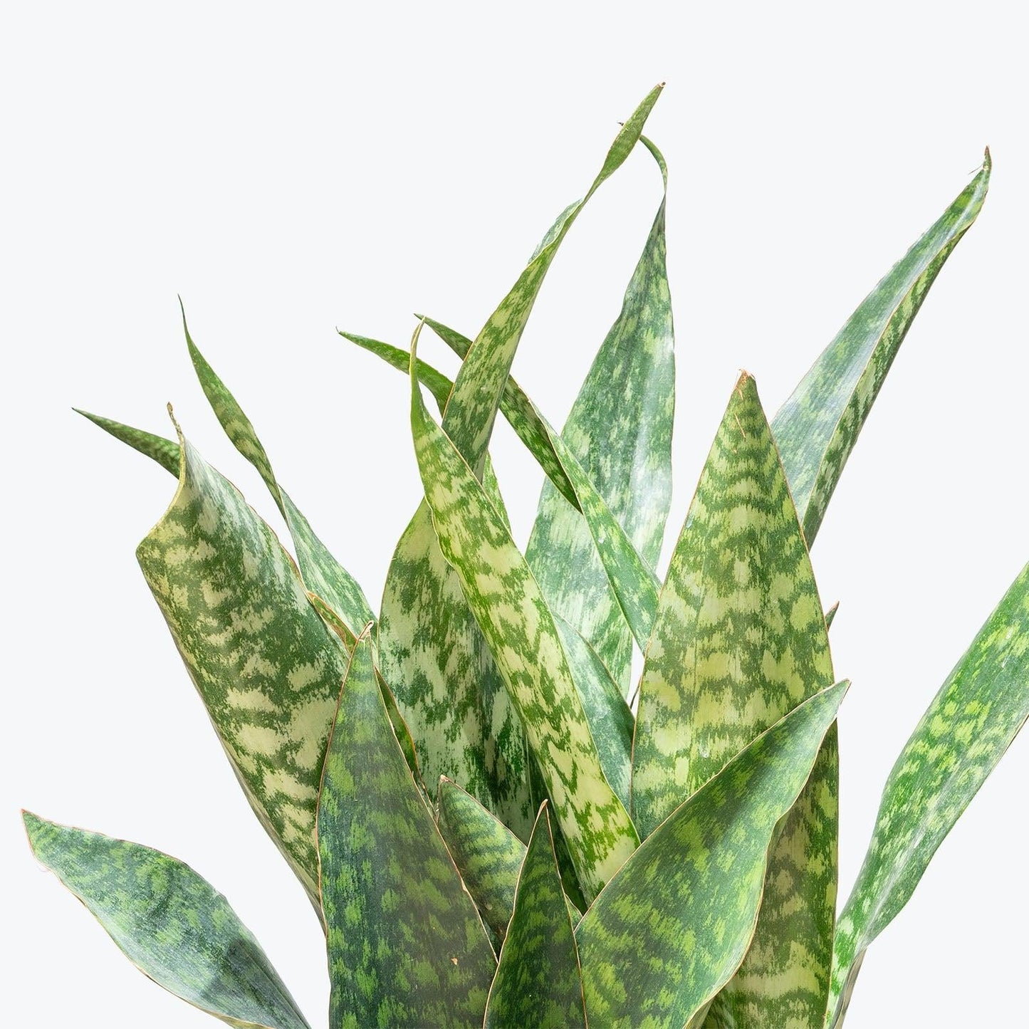 Sansevieria 'jaboa' - View 17 from www redcrocus com
