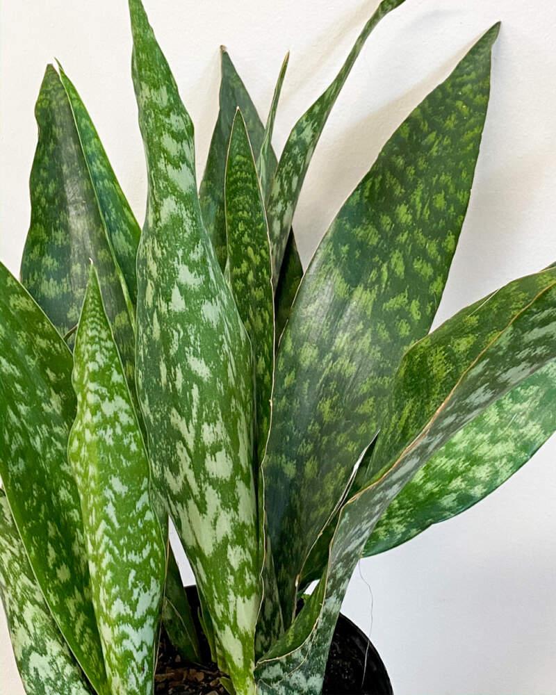 Sansevieria 'jaboa' - View 1 from www redcrocus com