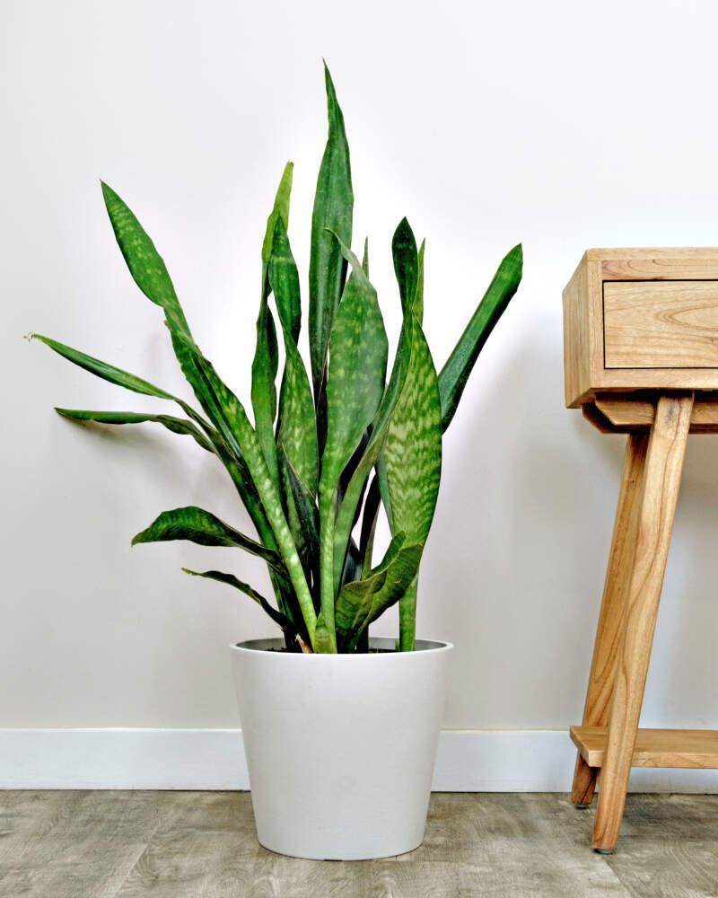 Sansevieria 'jaboa' - View 20 from www redcrocus com