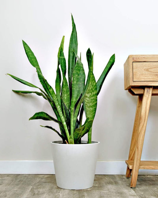 Sansevieria 'jaboa' - View 20 from www redcrocus com