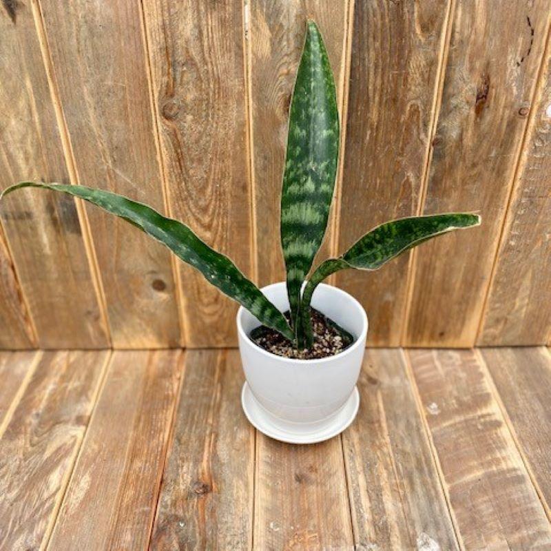 Sansevieria 'jaboa' - View 21 from www redcrocus com