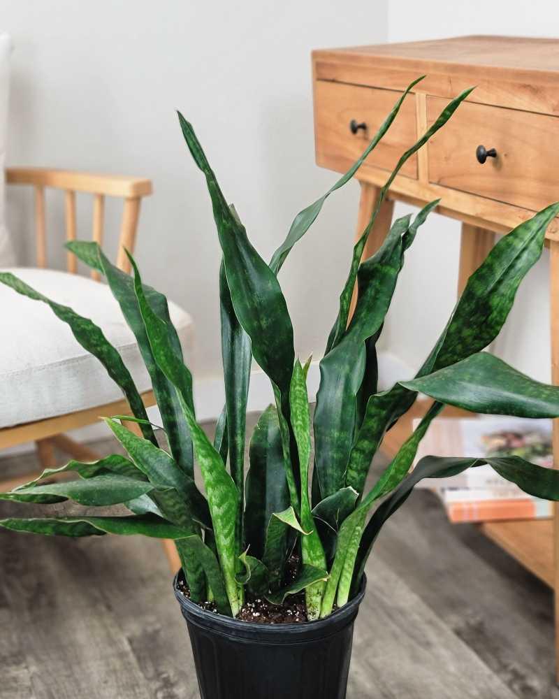 Sansevieria 'jaboa' - View 22 from www redcrocus com