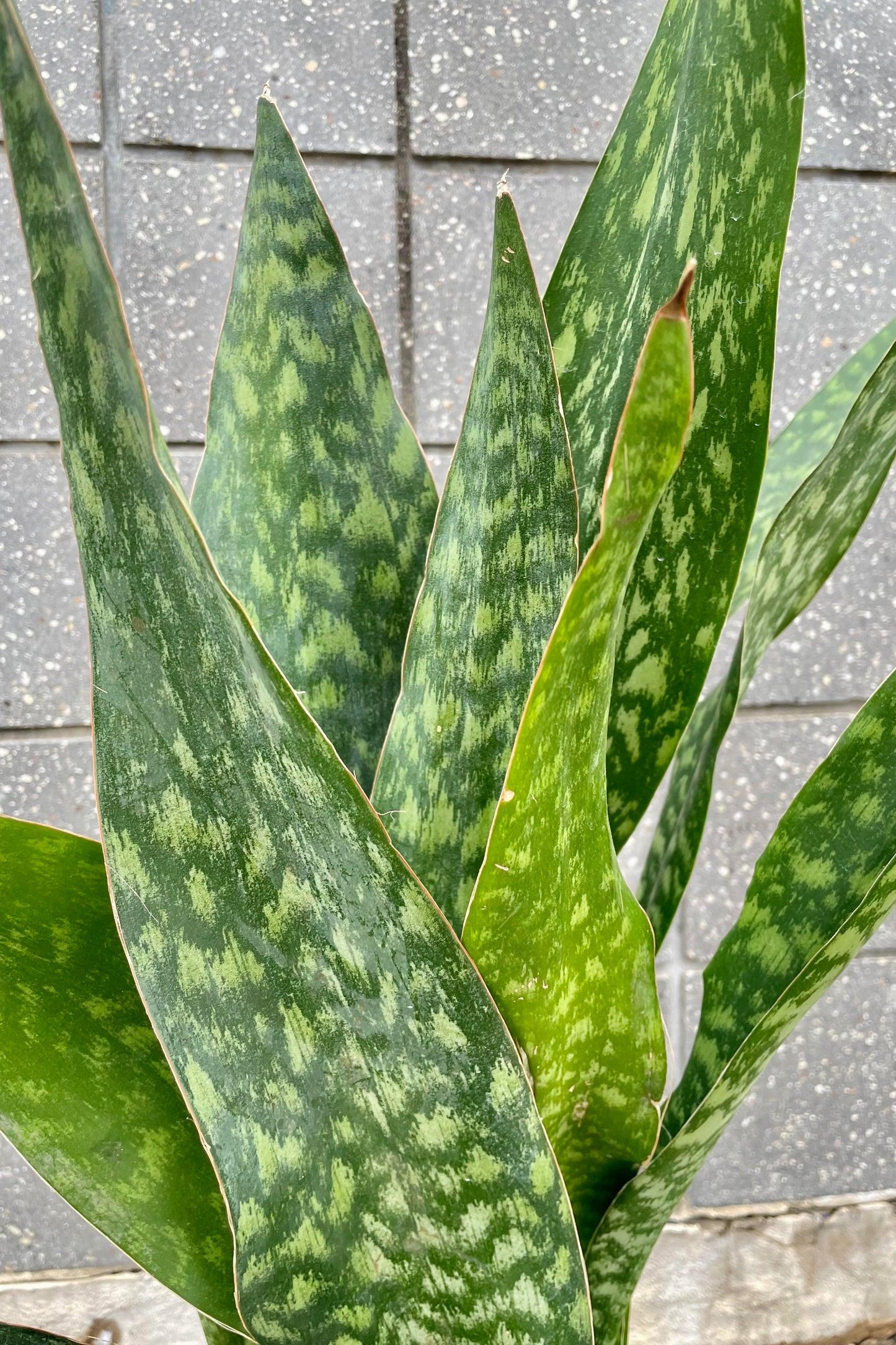Sansevieria 'jaboa' - View 23 from www redcrocus com