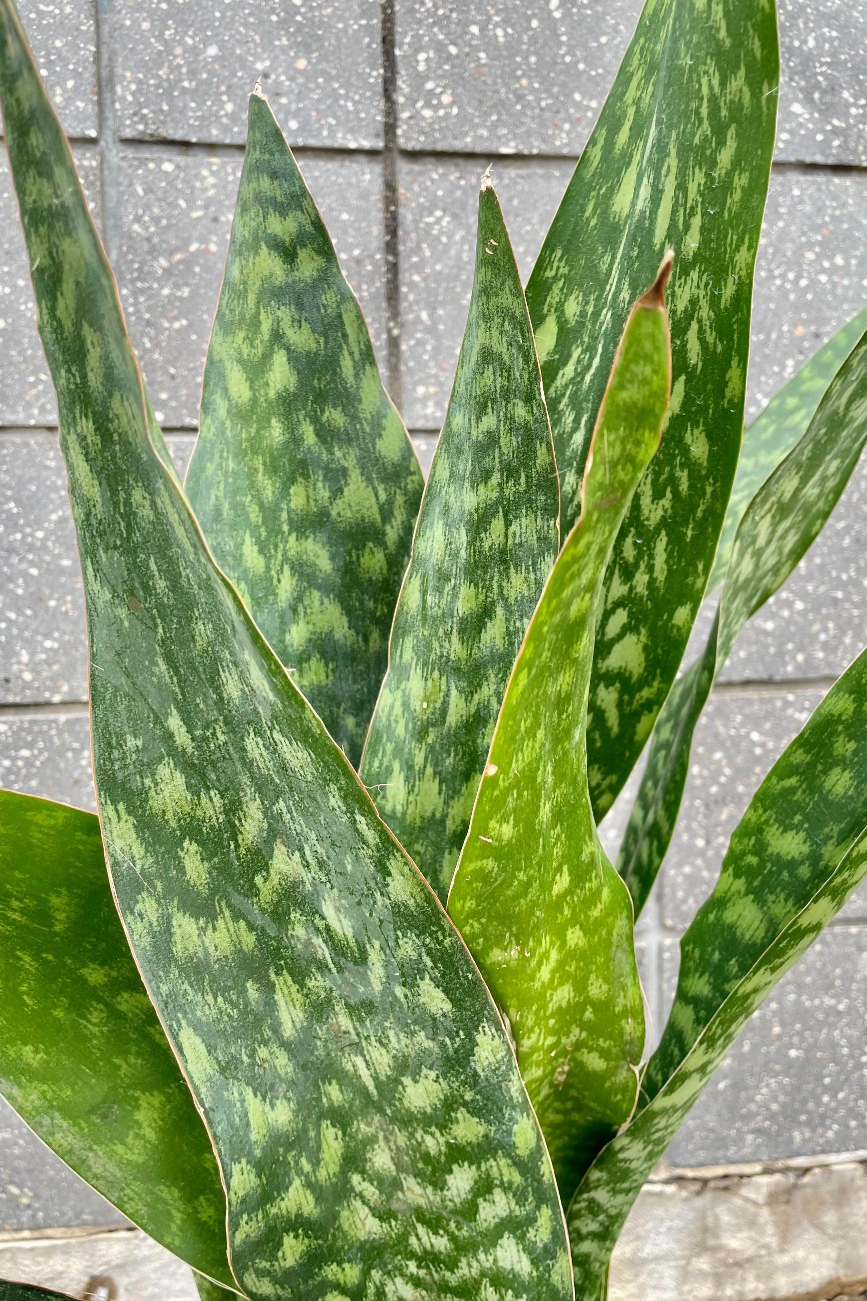 Sansevieria 'jaboa' - View 23 from www redcrocus com