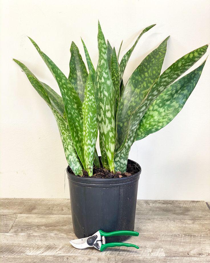 Sansevieria 'jaboa' - View 24 from www redcrocus com