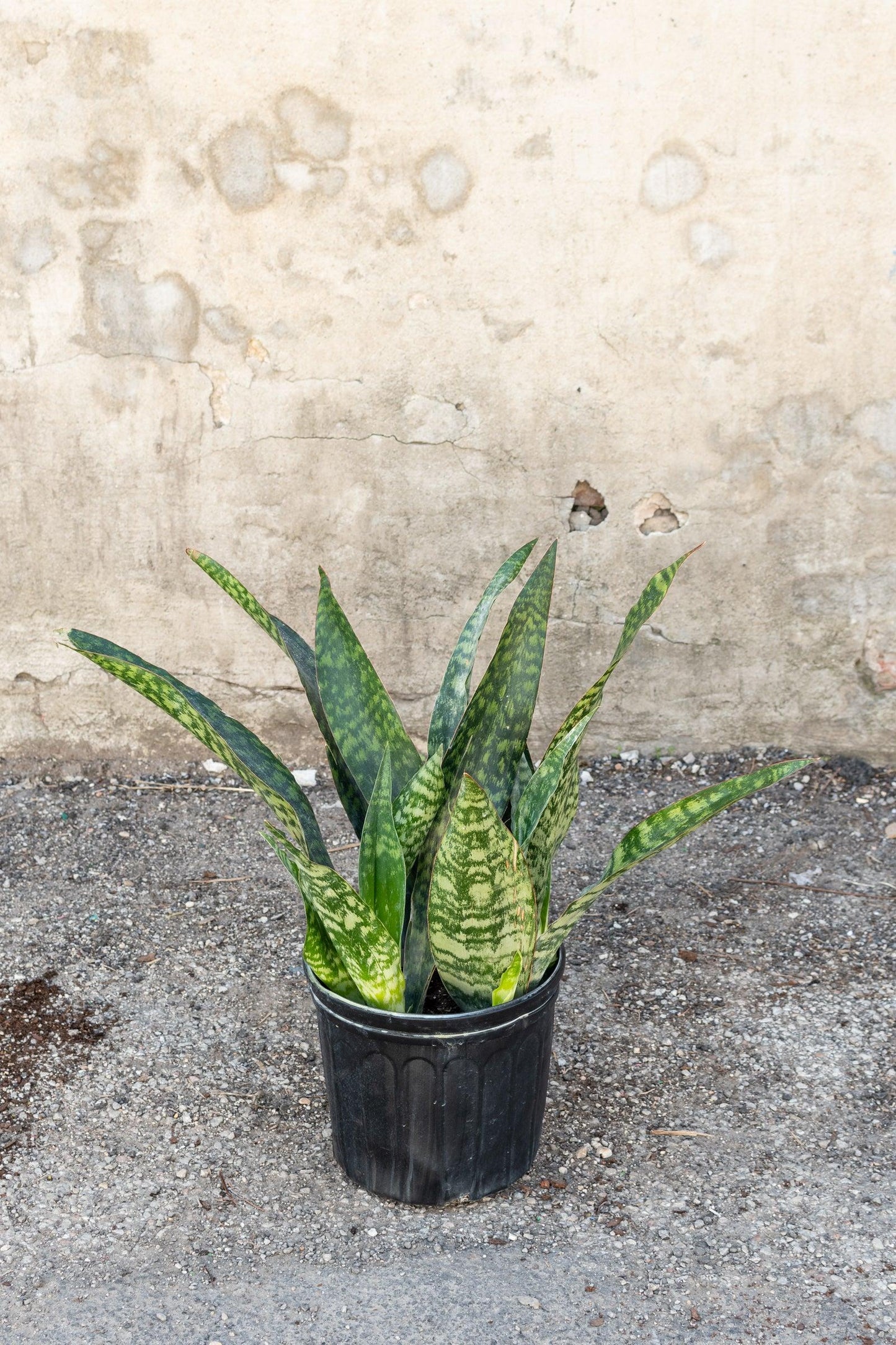 Sansevieria 'jaboa' - View 25 from www redcrocus com