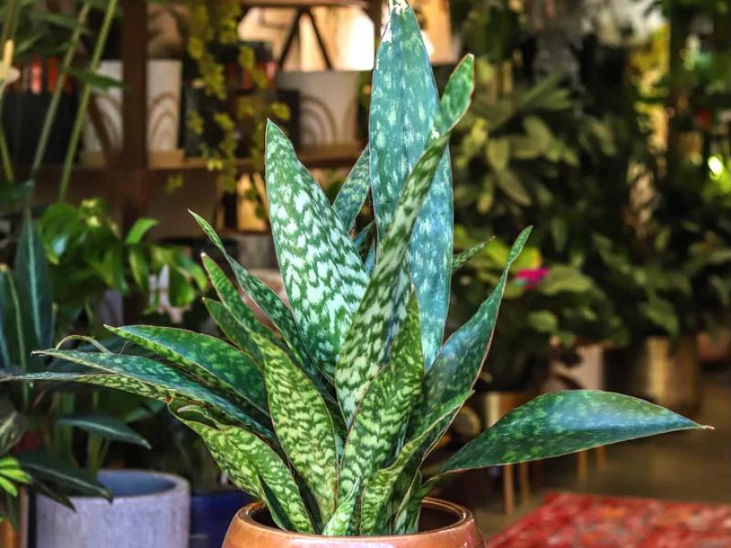 Sansevieria 'jaboa' - View 26 from www redcrocus com