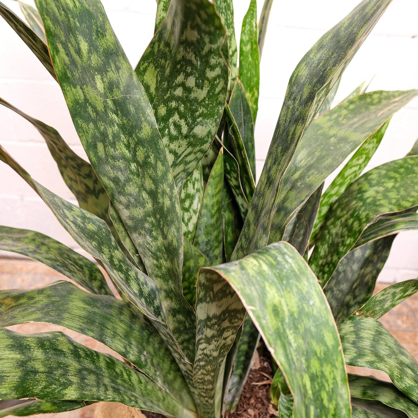 Sansevieria 'jaboa' - View 27 from www redcrocus com