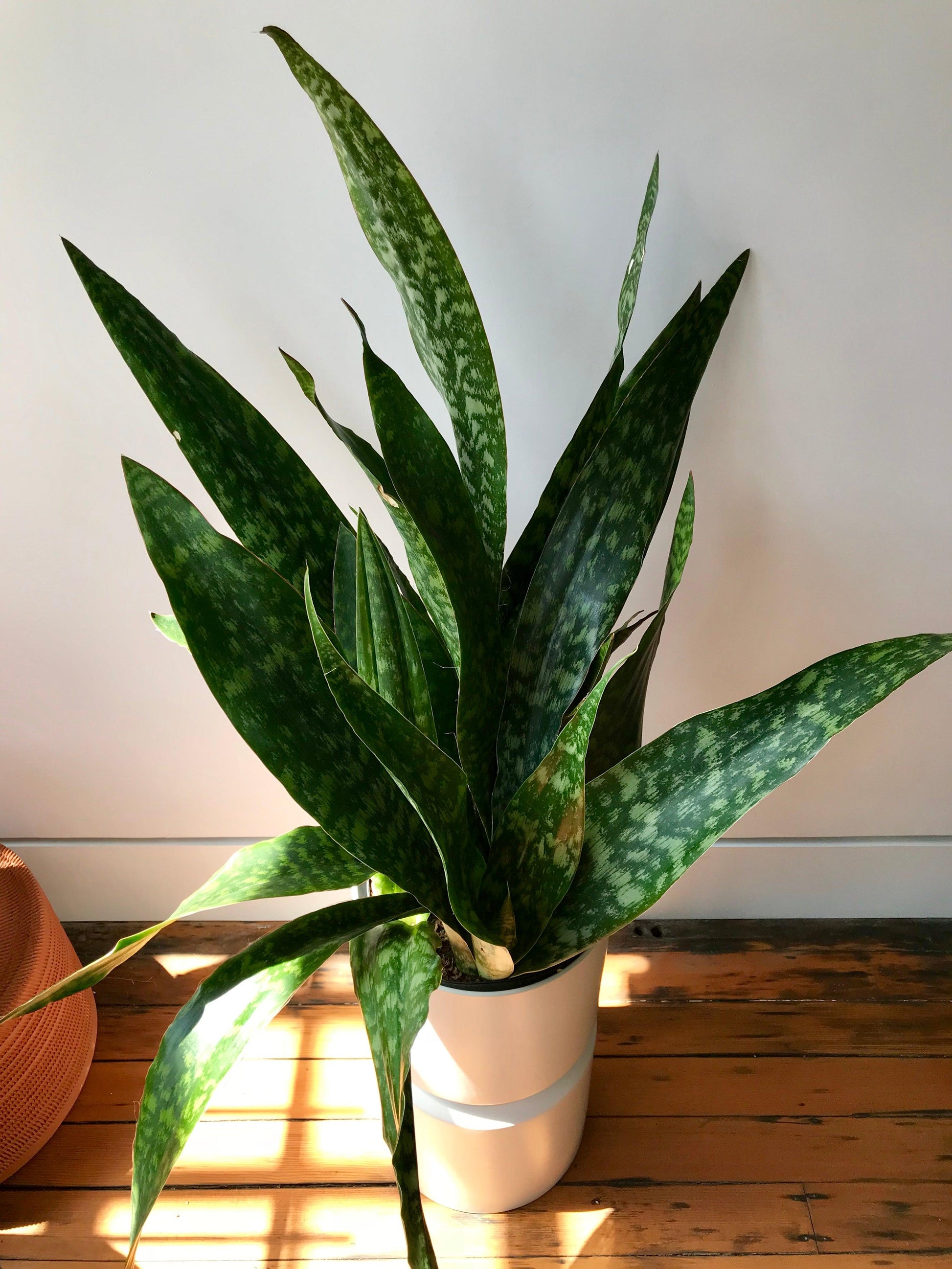 Sansevieria 'jaboa' - View 29 from www redcrocus com