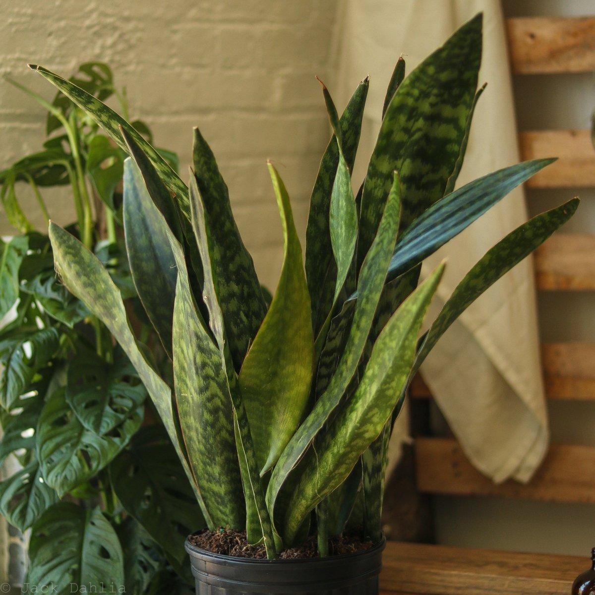 Sansevieria 'jaboa' - View 32 from www redcrocus com