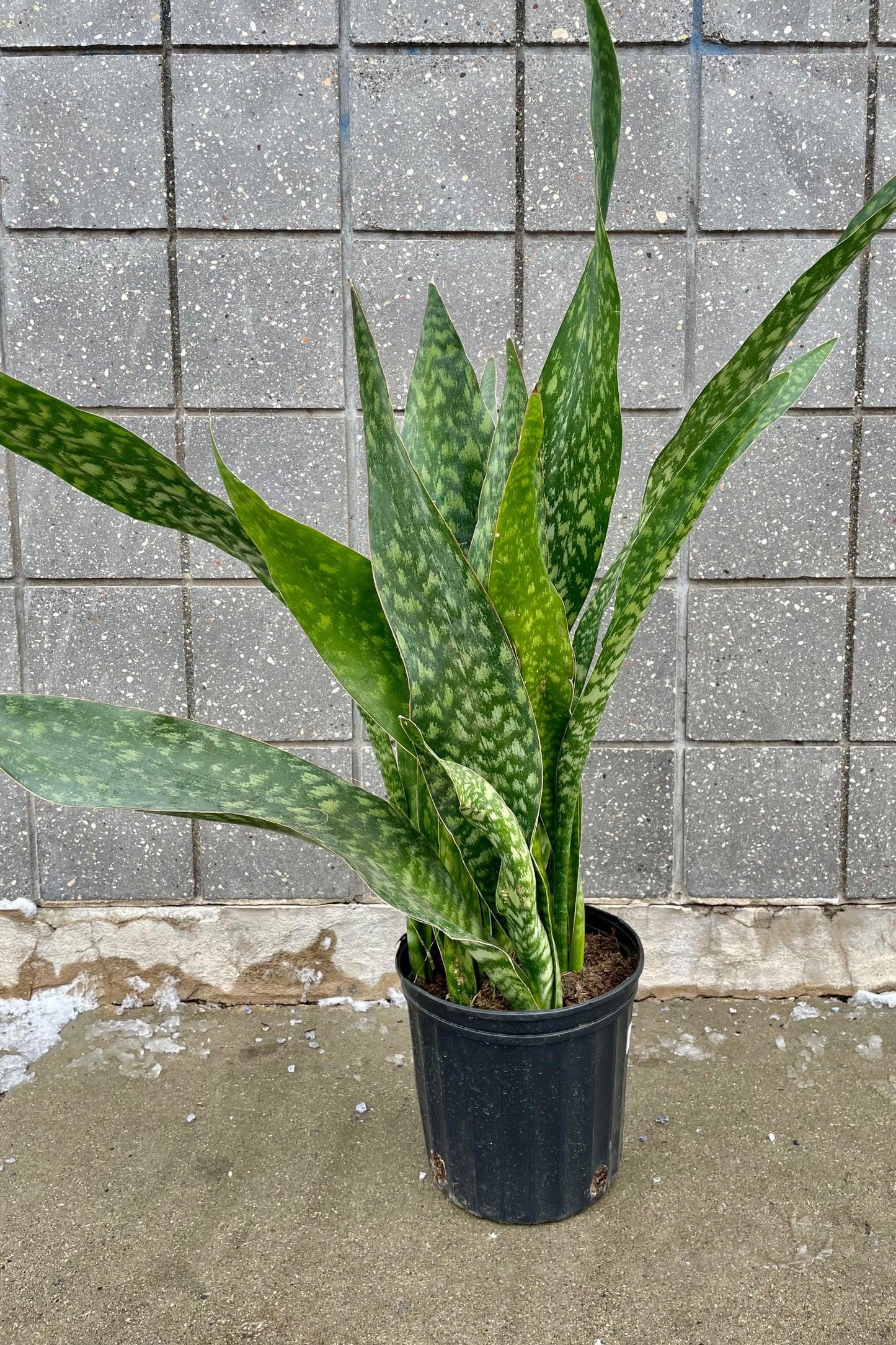 Sansevieria 'jaboa' - View 3 from www redcrocus com