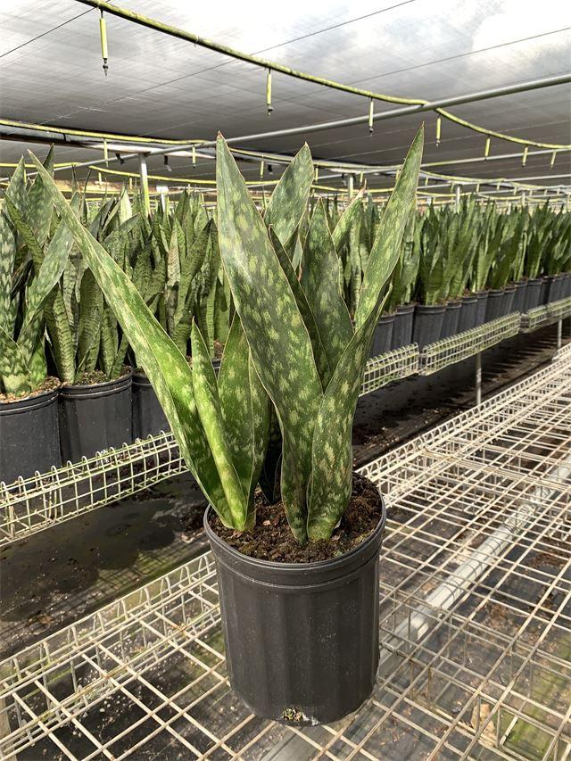 Sansevieria 'jaboa' - View 4 from www redcrocus com