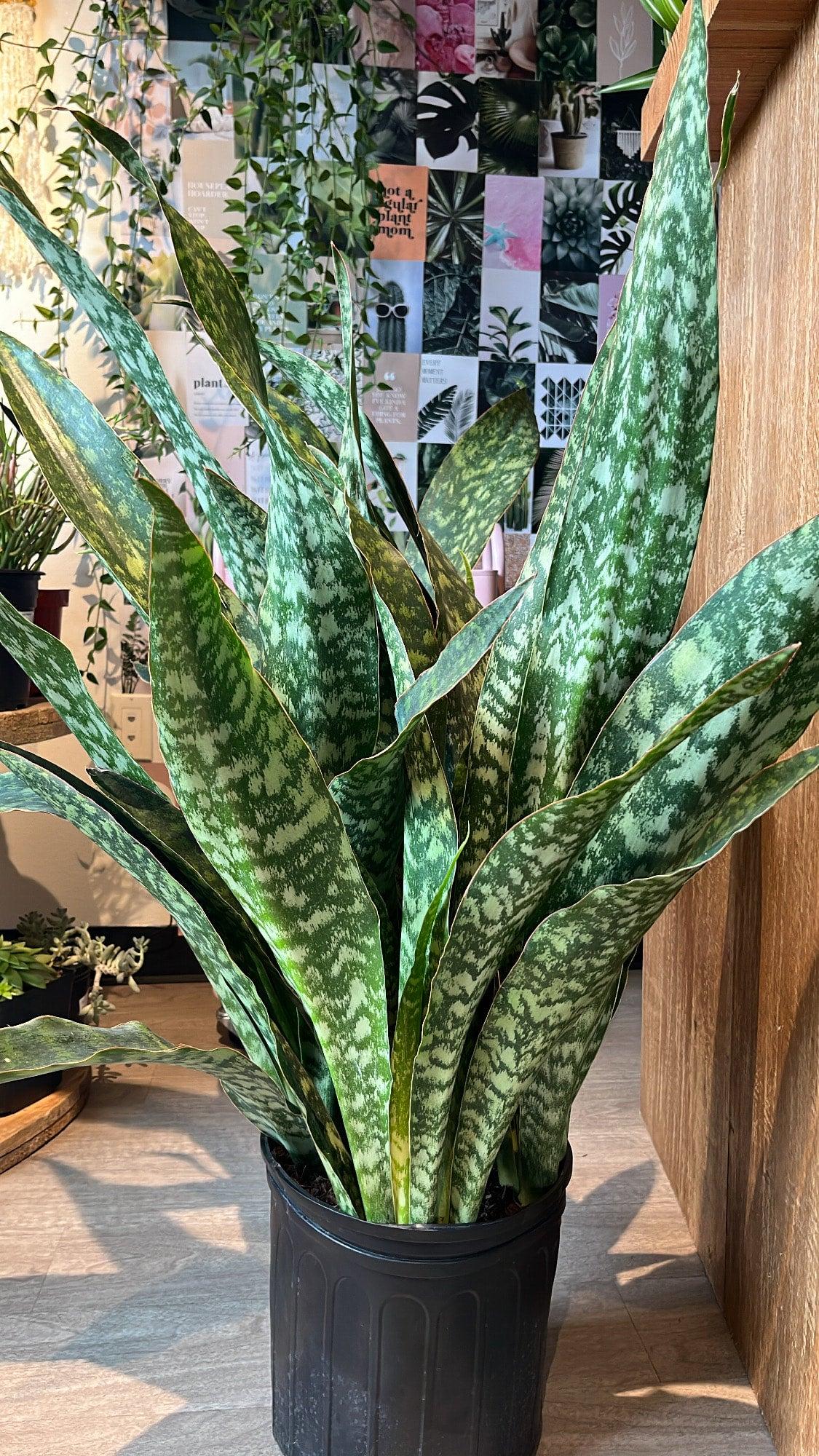Sansevieria 'jaboa' - View 5 from www redcrocus com
