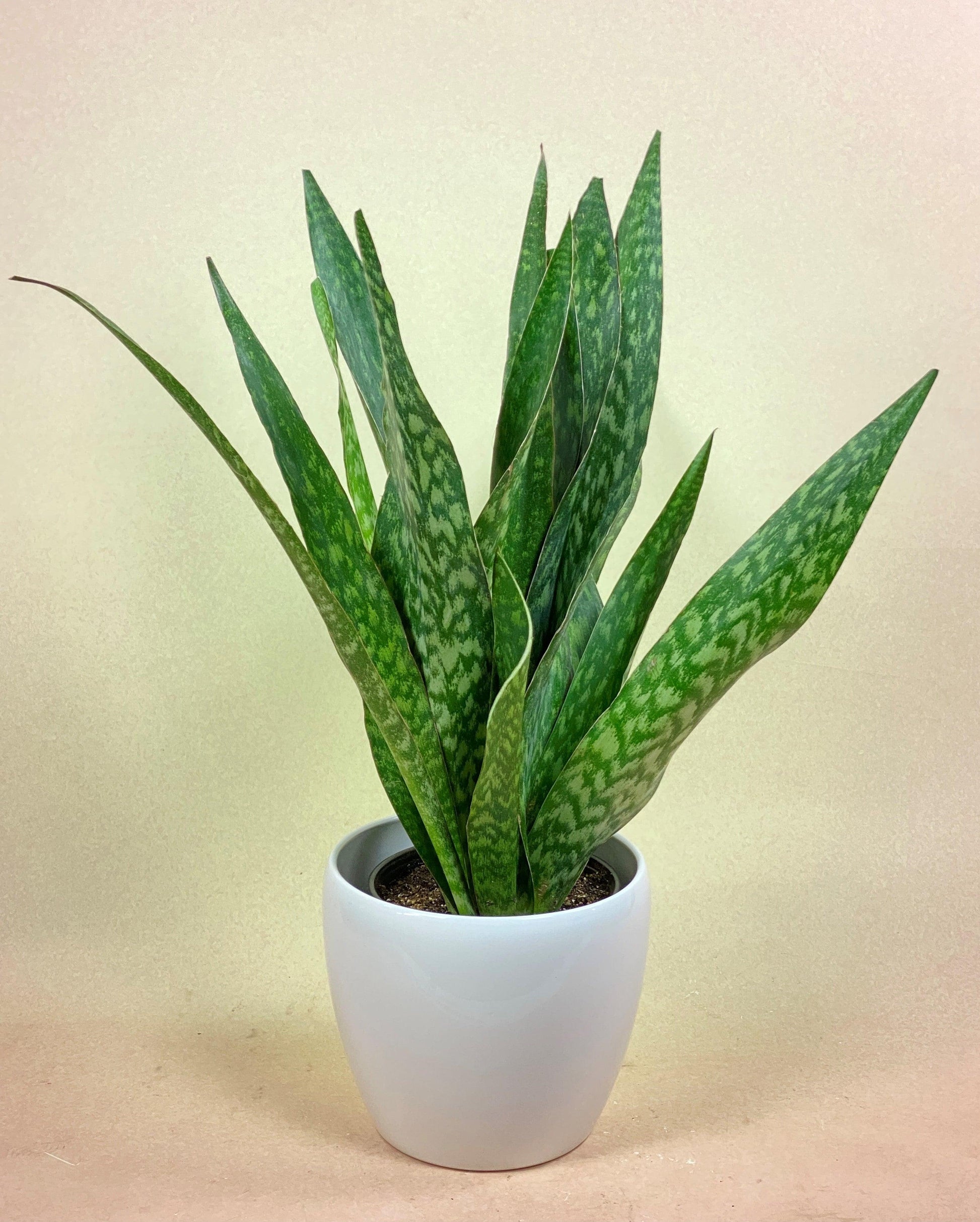 Sansevieria 'jaboa' - View 6 from www redcrocus com