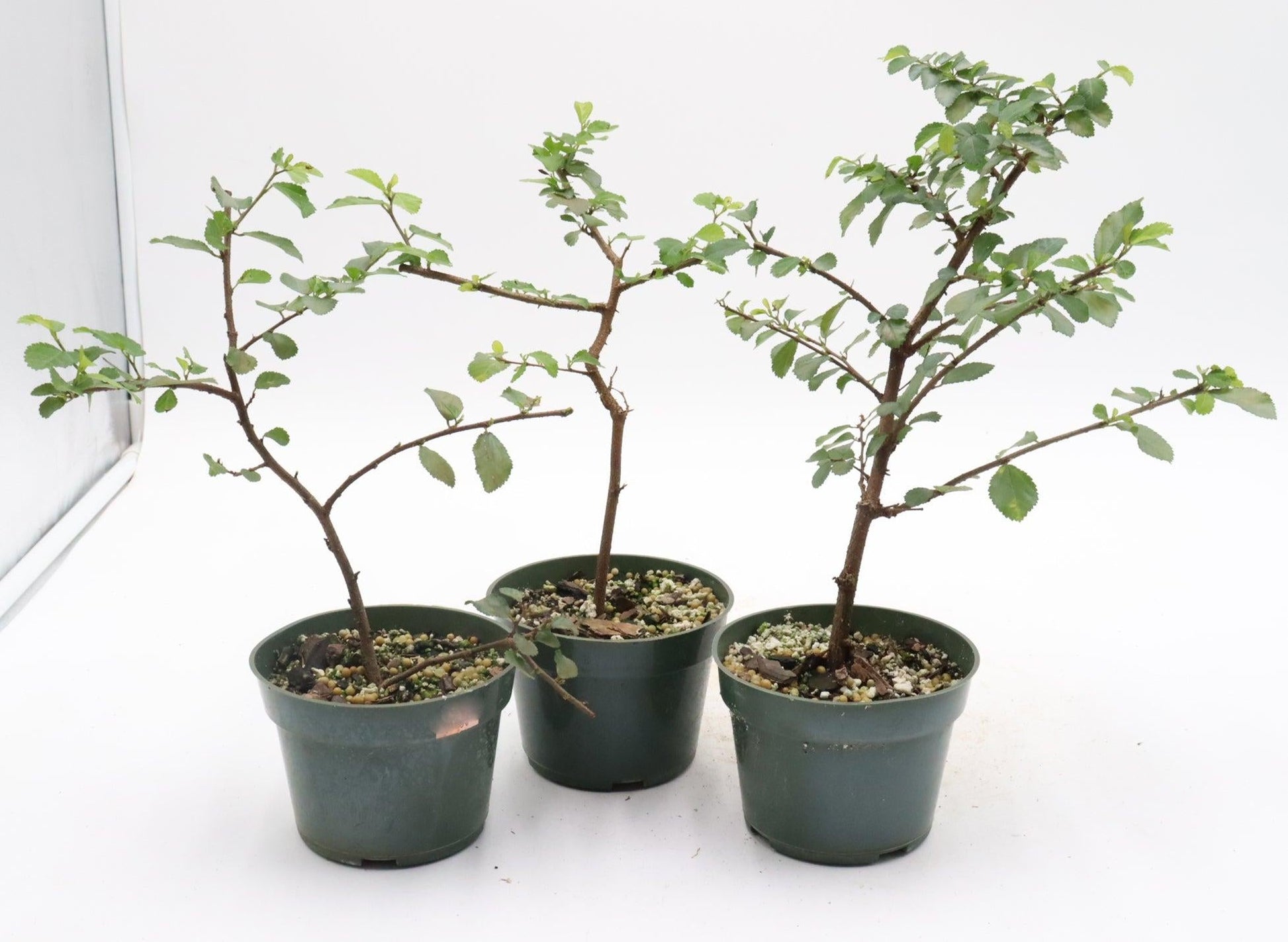 Bonsai, Assorted - View 10 from www redcrocus com