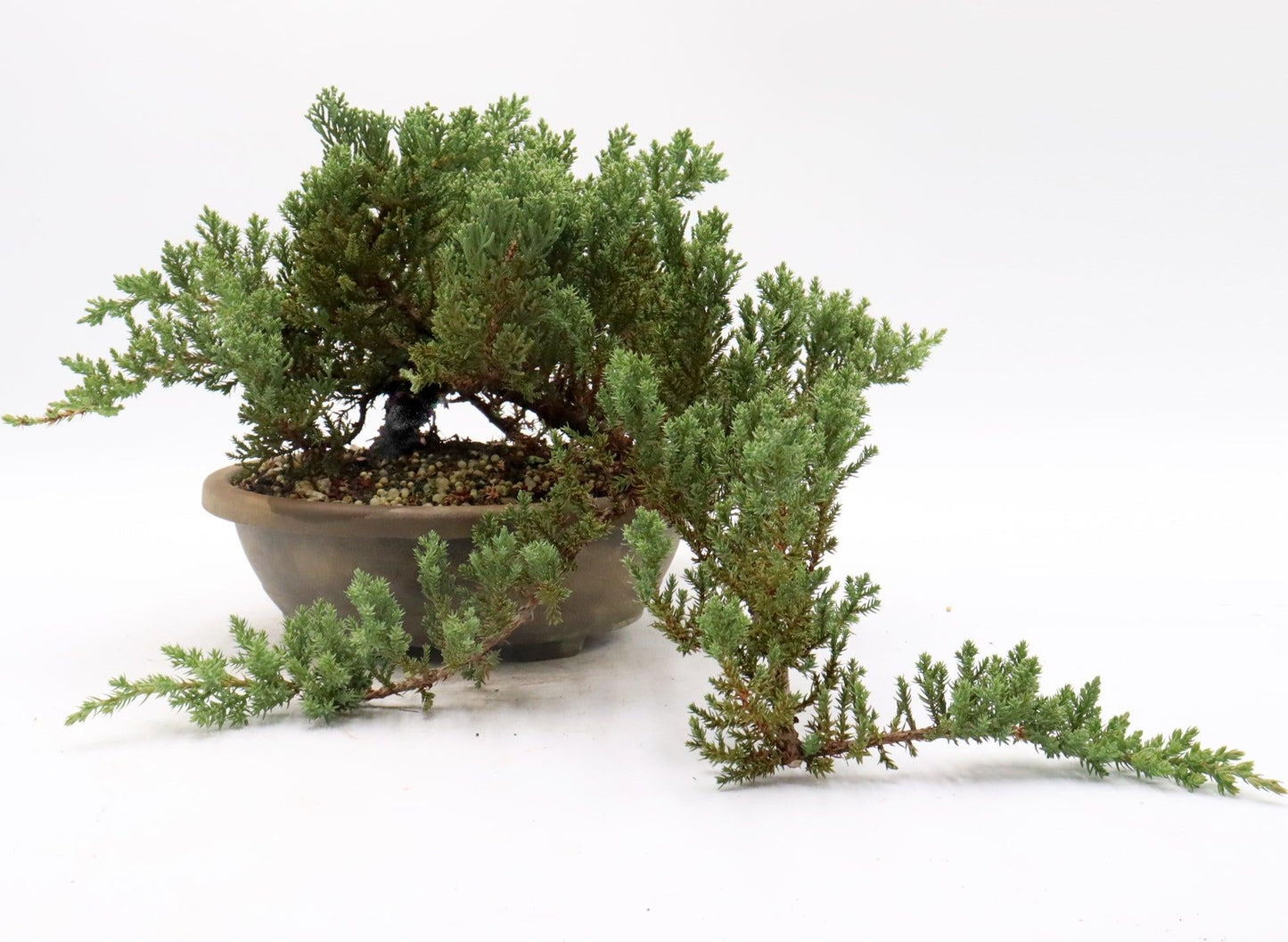 Bonsai, Assorted - View 12 from www redcrocus com