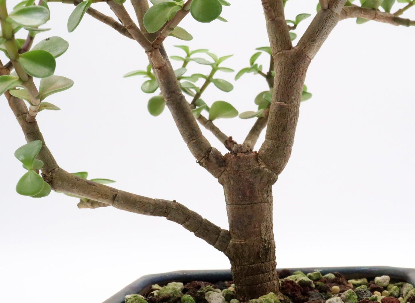 Bonsai, Assorted - View 15 from www redcrocus com