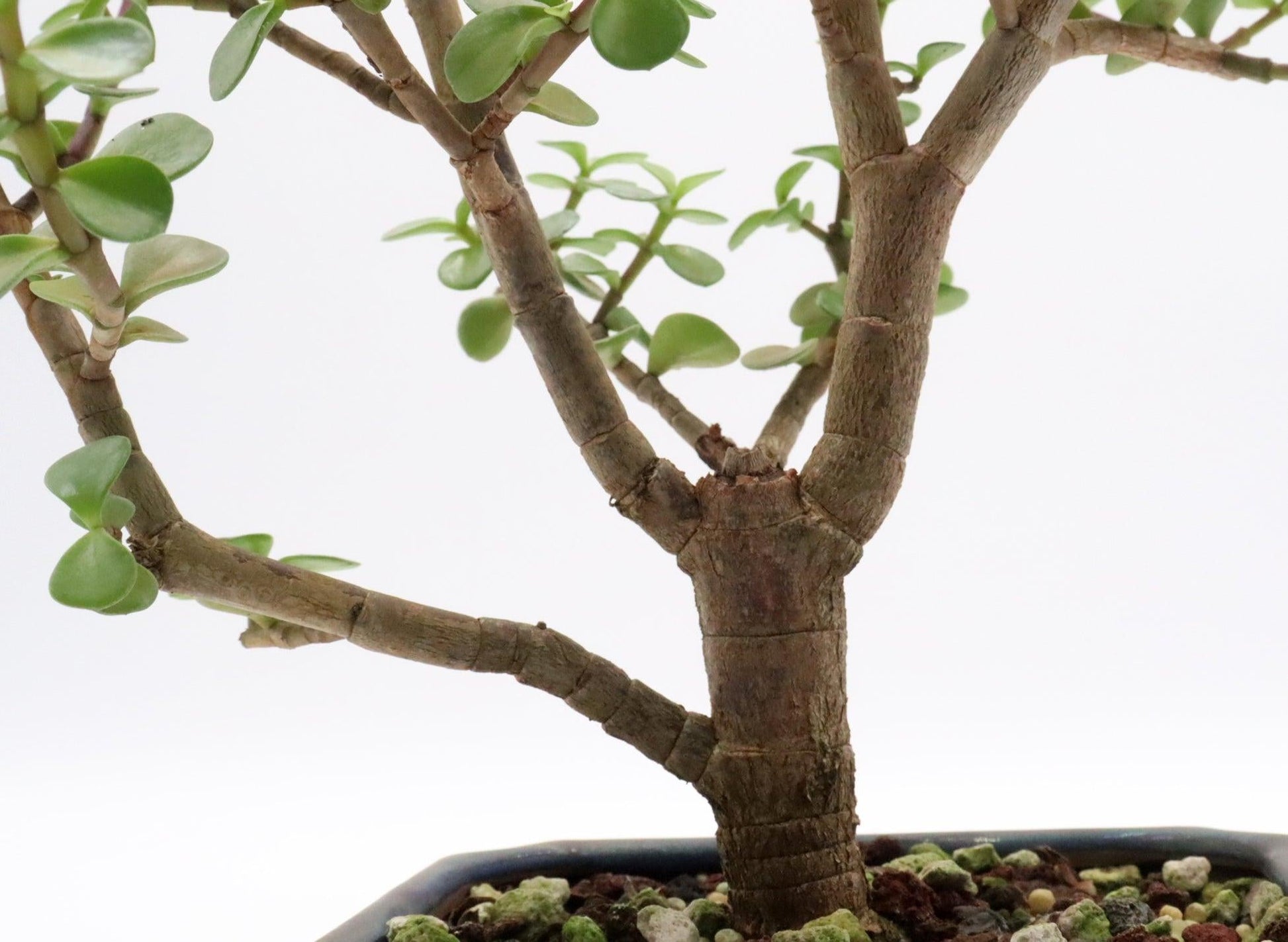 Bonsai, Assorted - View 15 from www redcrocus com