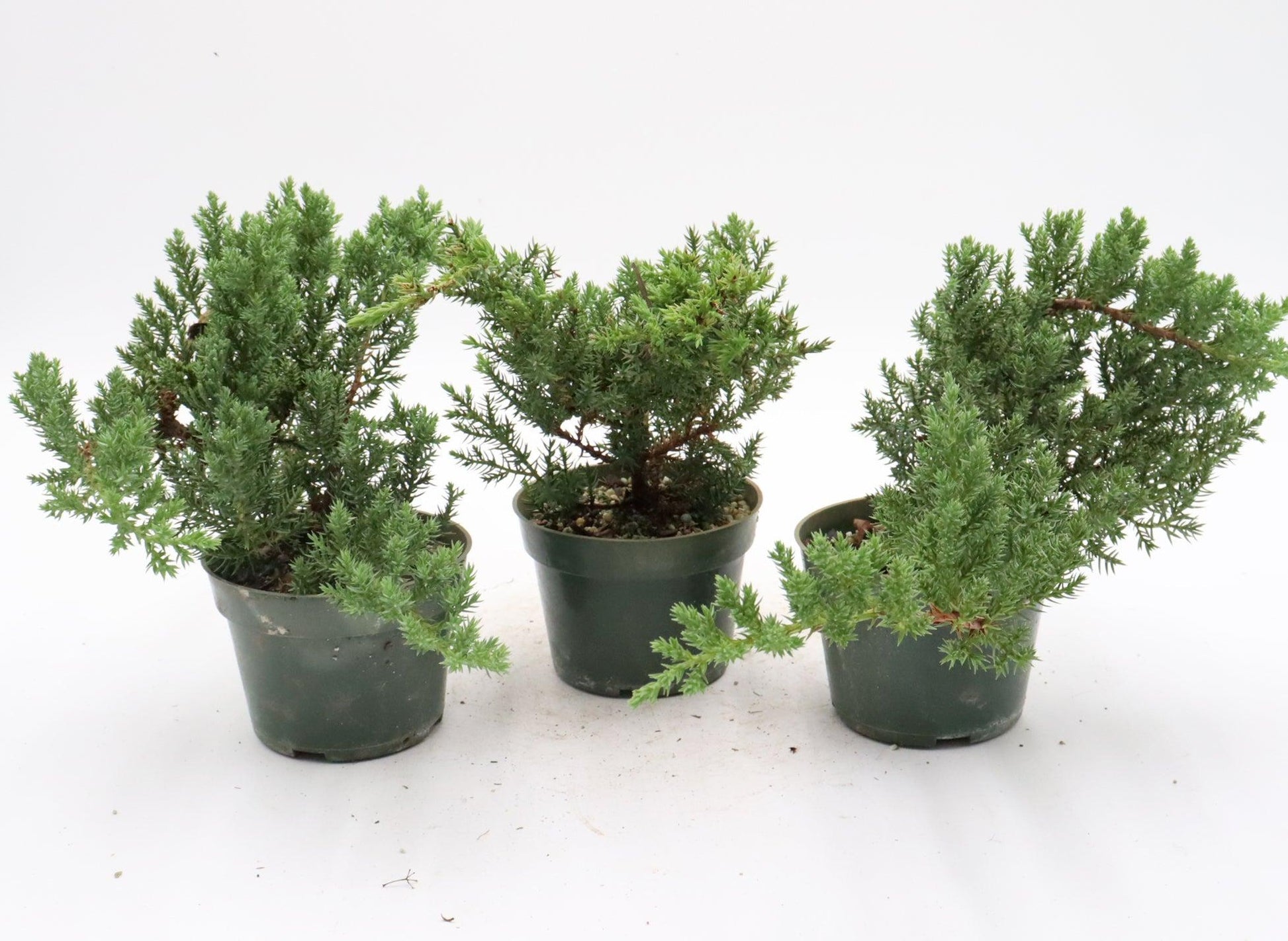 Bonsai, Assorted - View 18 from www redcrocus com