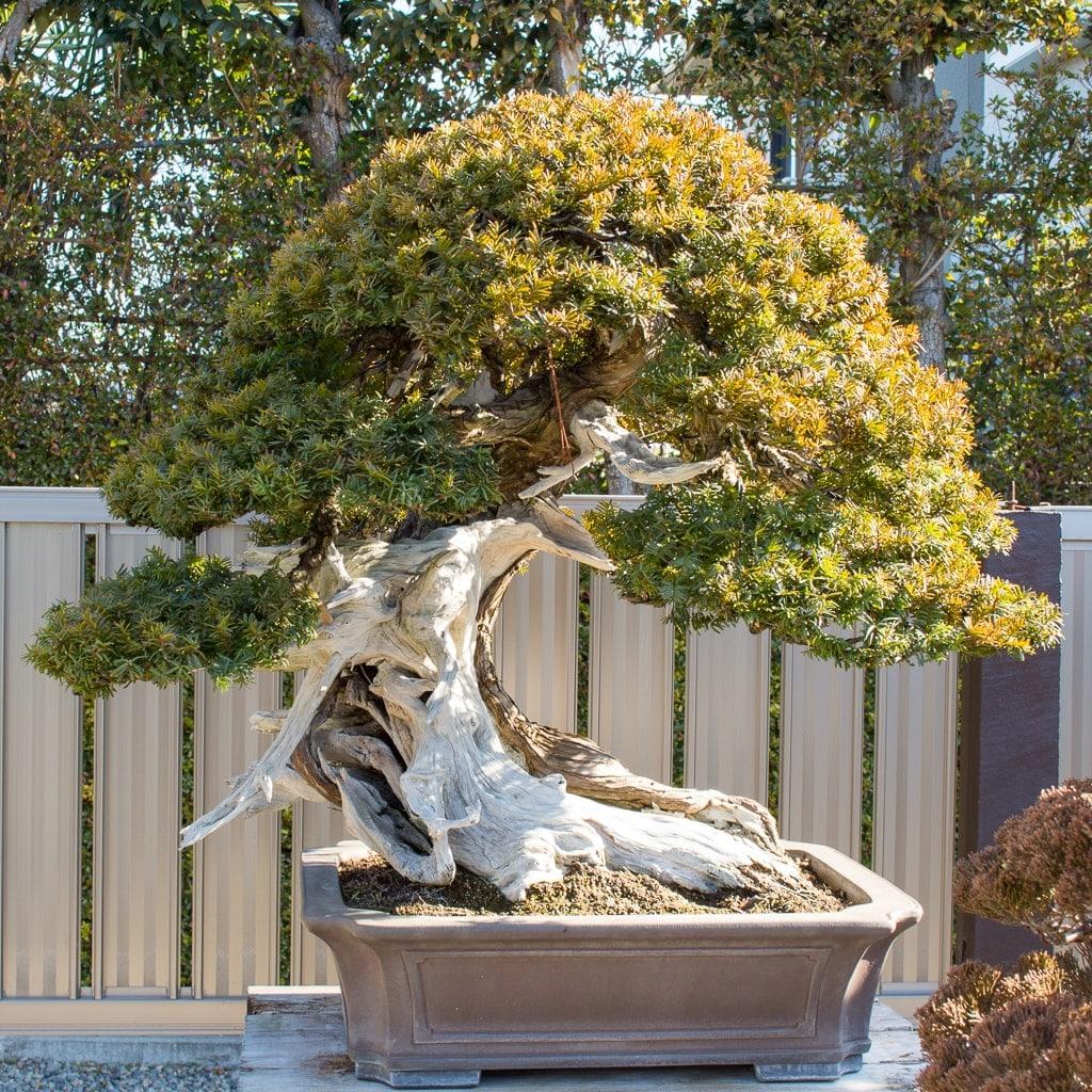 Bonsai, Assorted - View 19 from www redcrocus com