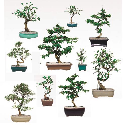 Bonsai, Assorted - View 1 from www redcrocus com