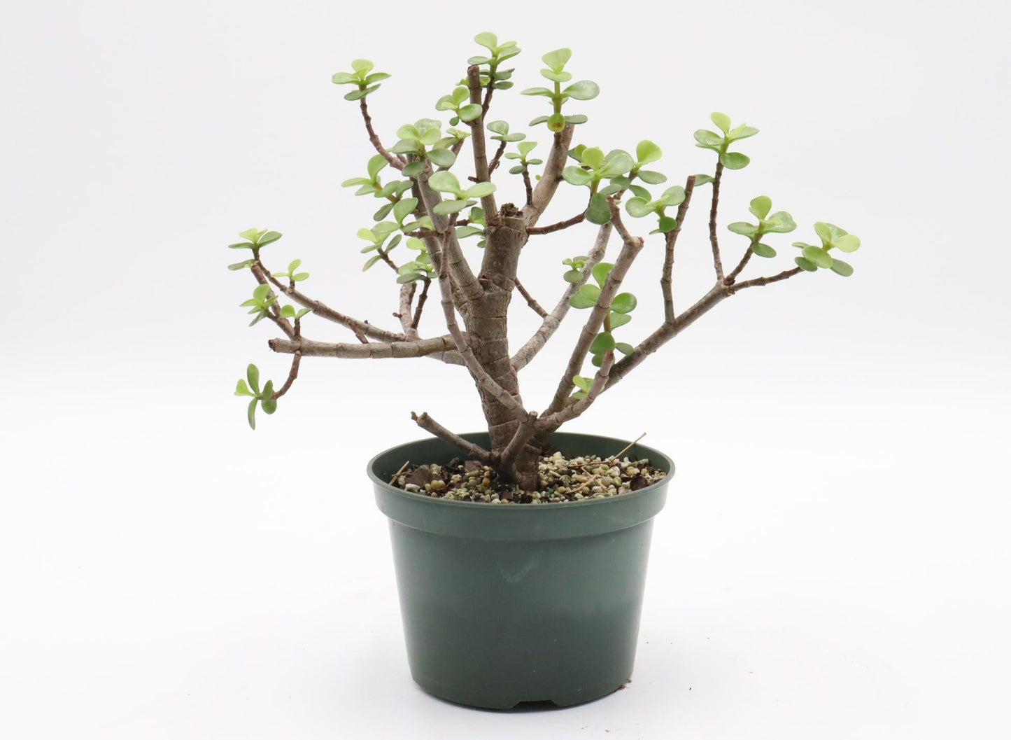 Bonsai, Assorted - View 21 from www redcrocus com