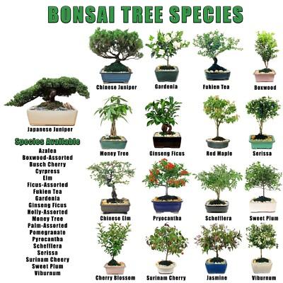 Bonsai, Assorted - View 25 from www redcrocus com