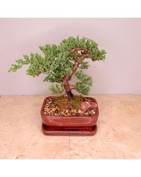 Bonsai, Assorted - View 29 from www redcrocus com
