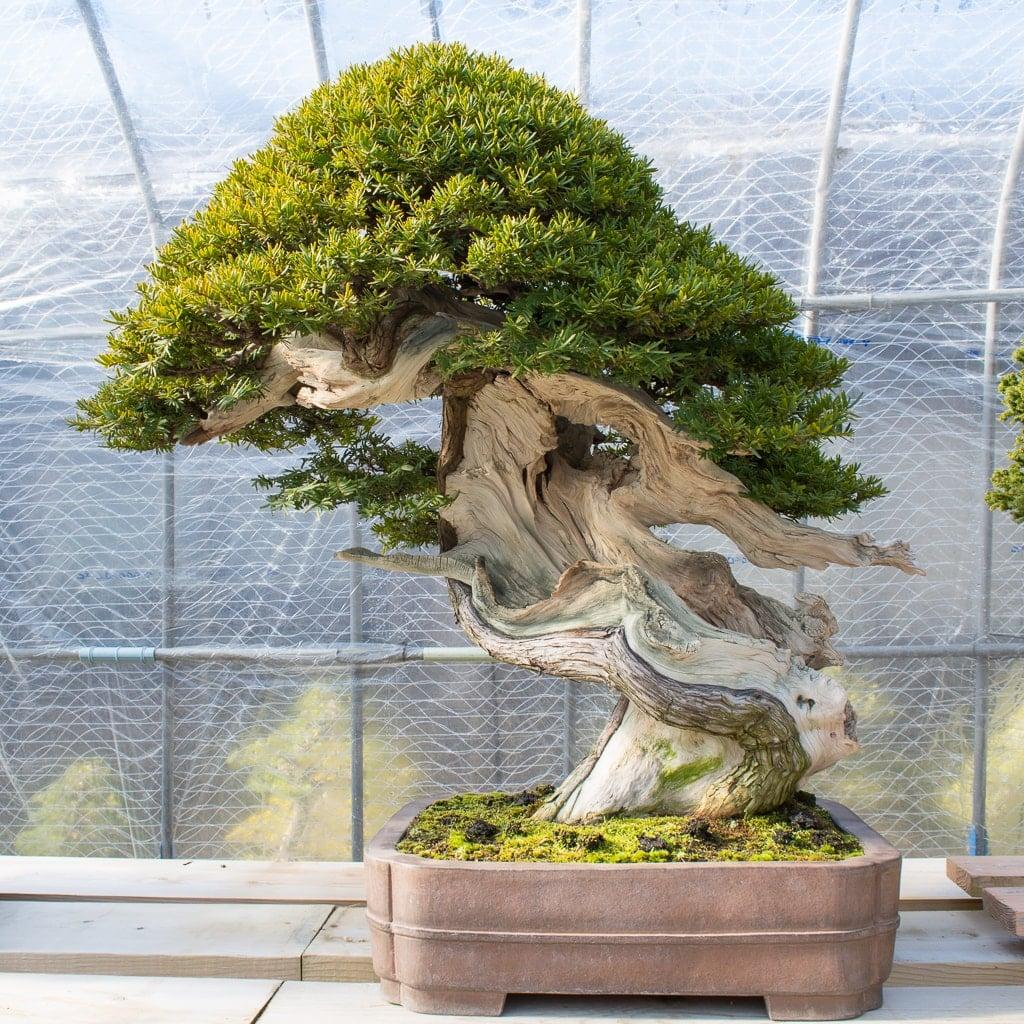 Bonsai, Assorted - View 2 from www redcrocus com
