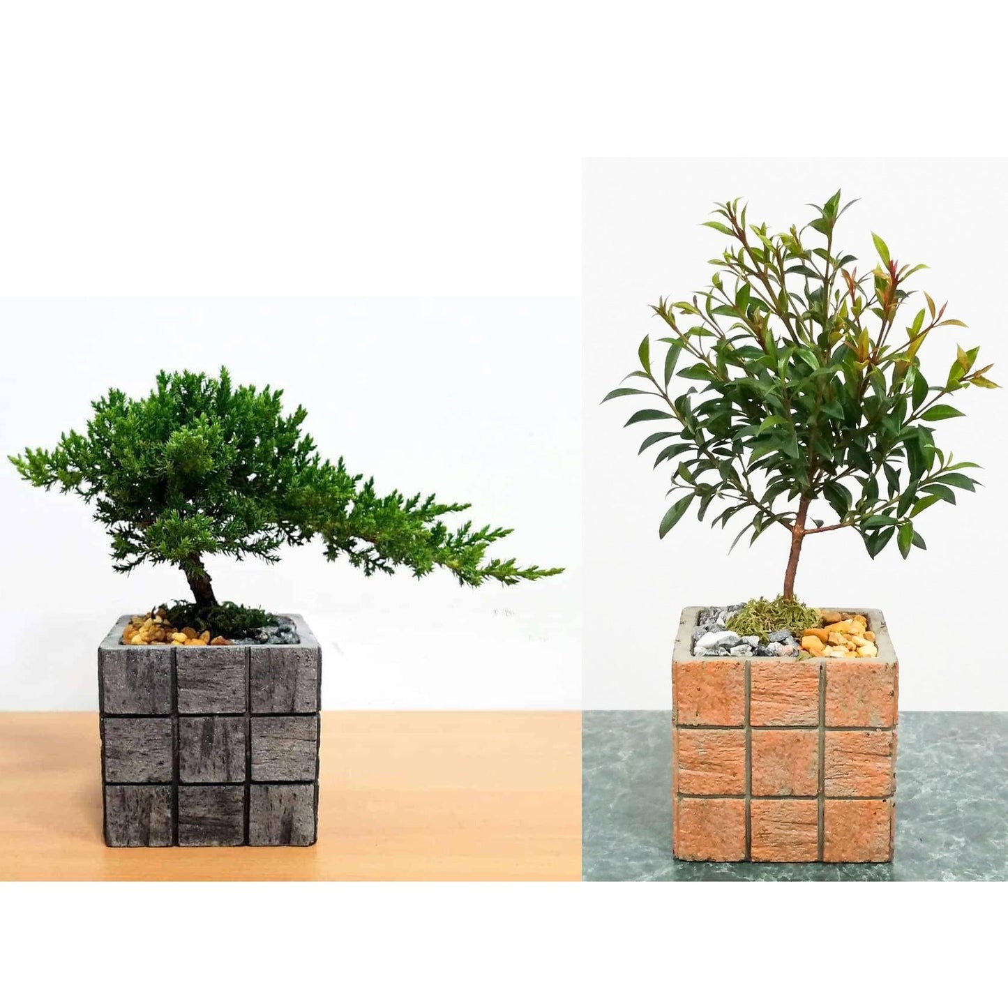 Bonsai, Assorted - View 30 from www redcrocus com