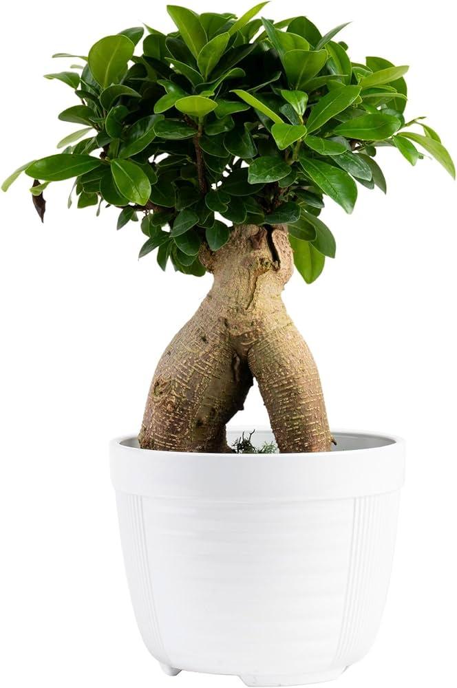 Bonsai, Assorted - View 31 from www redcrocus com