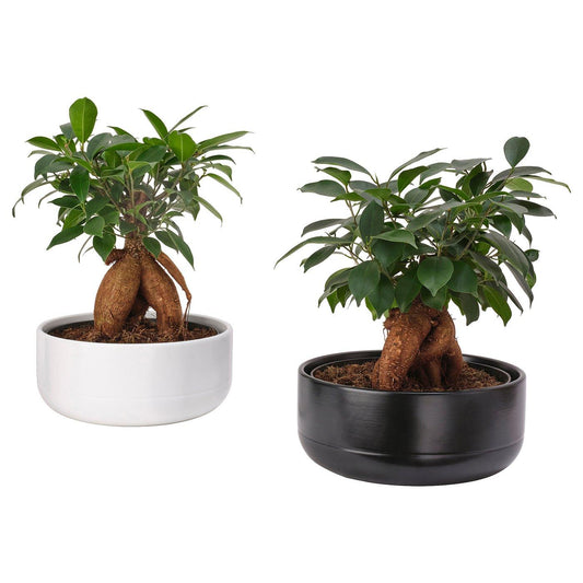 Bonsai, Assorted - View 6 from www redcrocus com