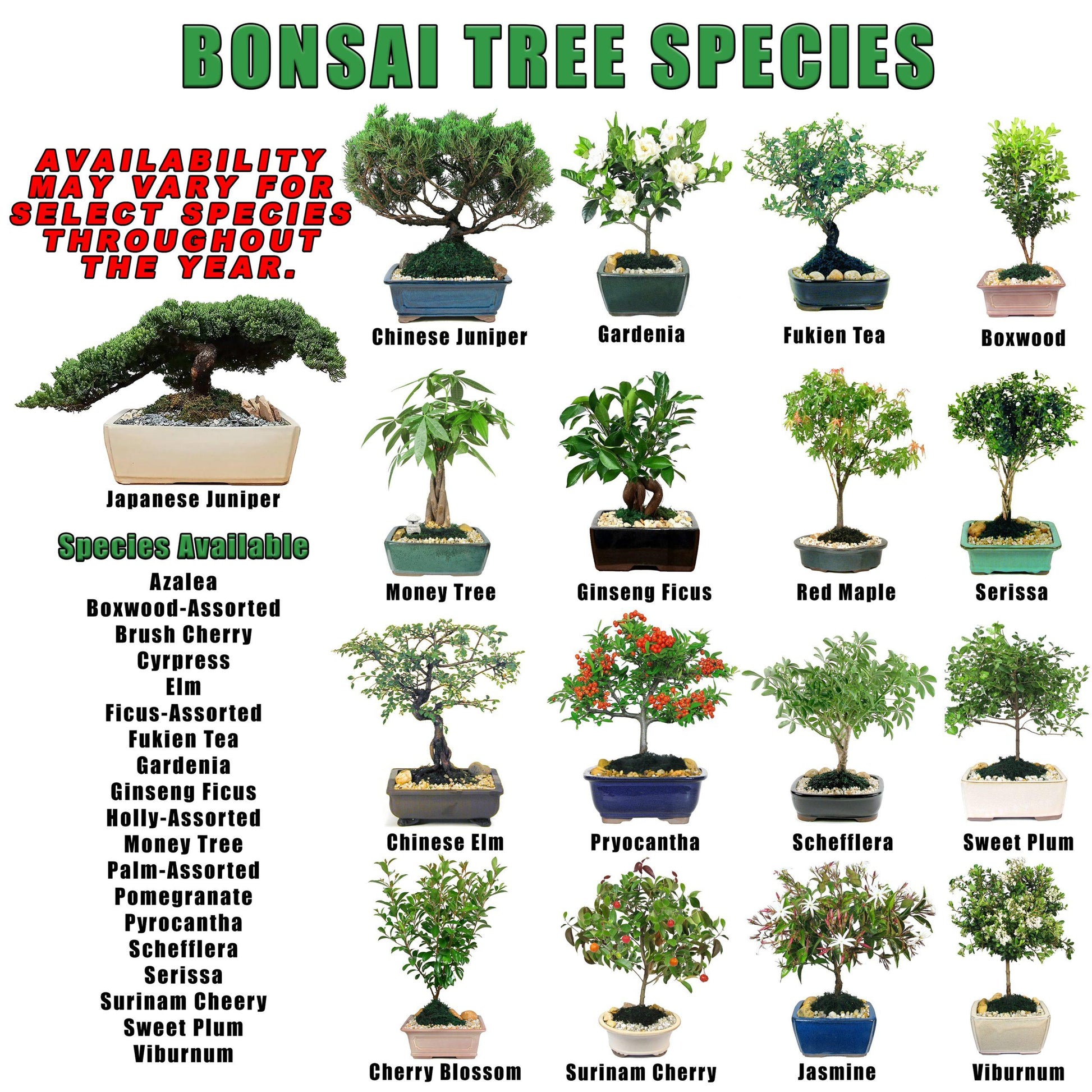 Bonsai, Assorted - View 7 from www redcrocus com