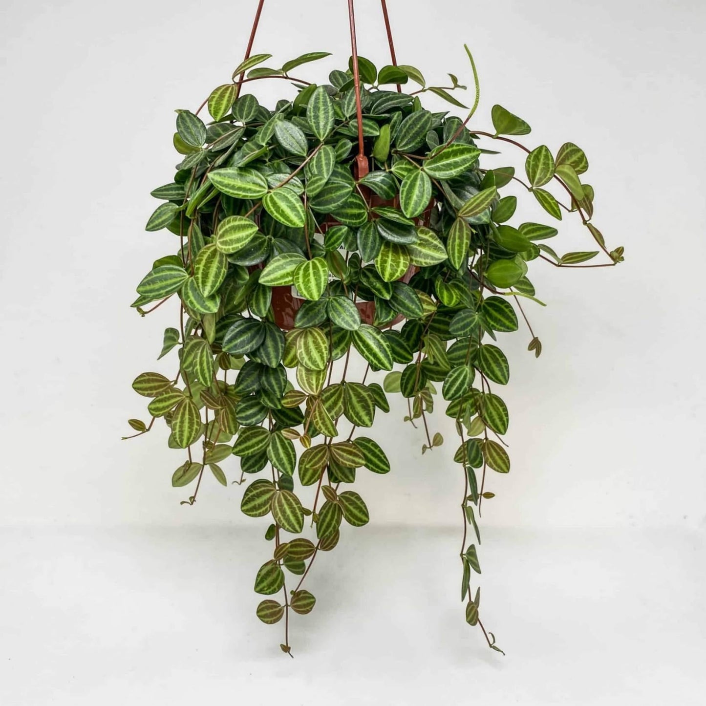 Peperomia Angulata - View 10 from www redcrocus com