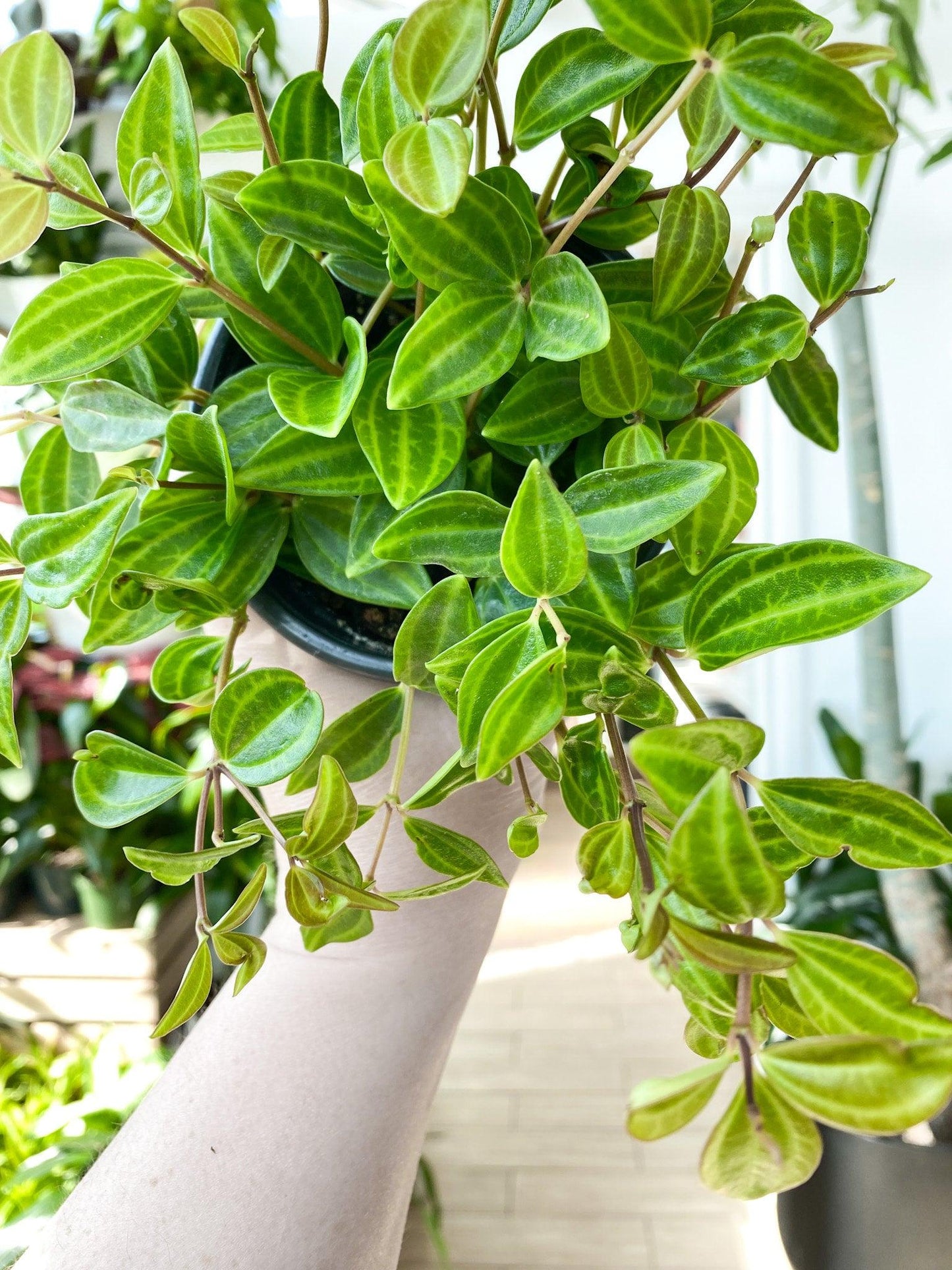 Peperomia Angulata - View 11 from www redcrocus com