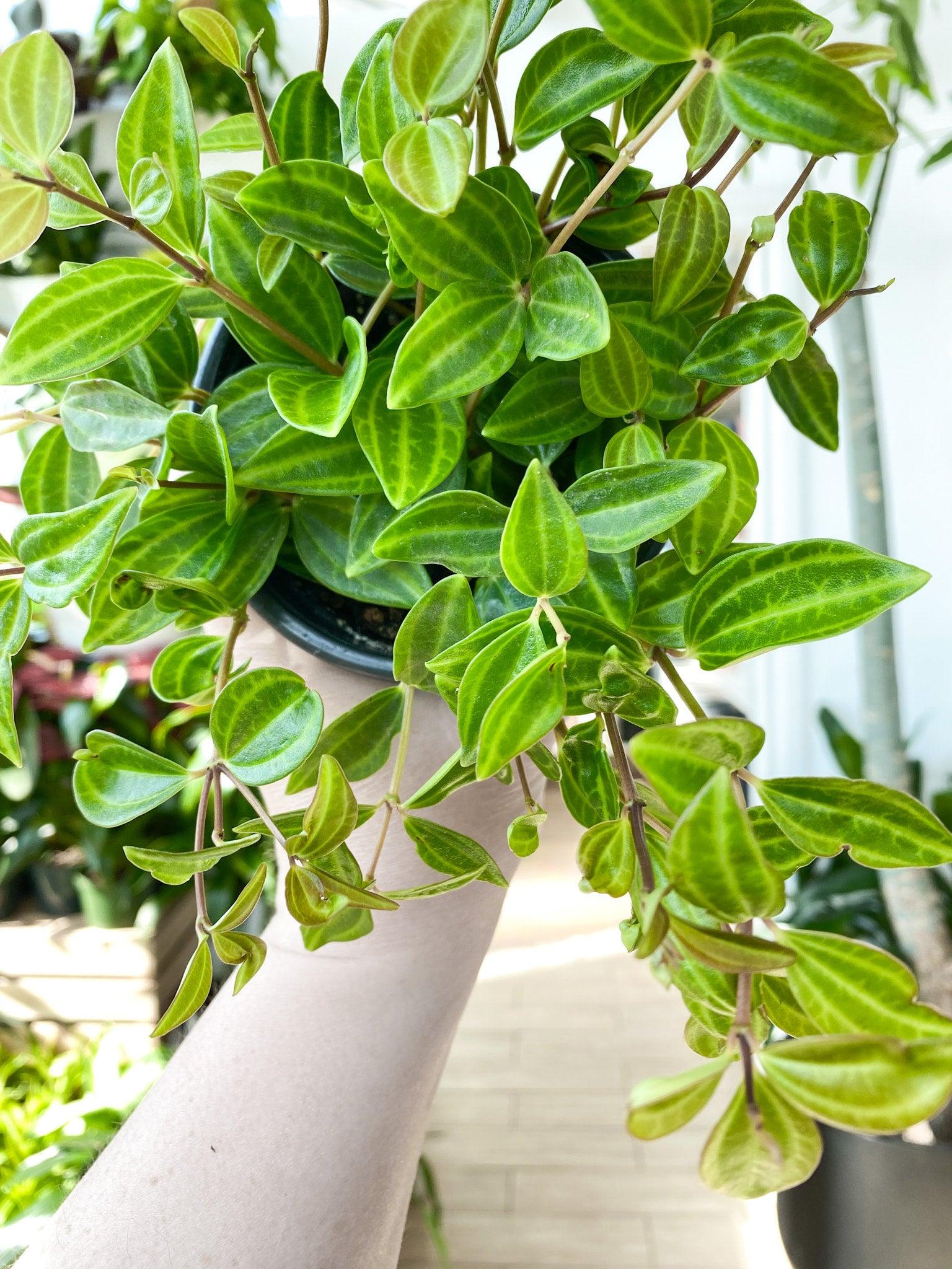 Peperomia Angulata - View 11 from www redcrocus com