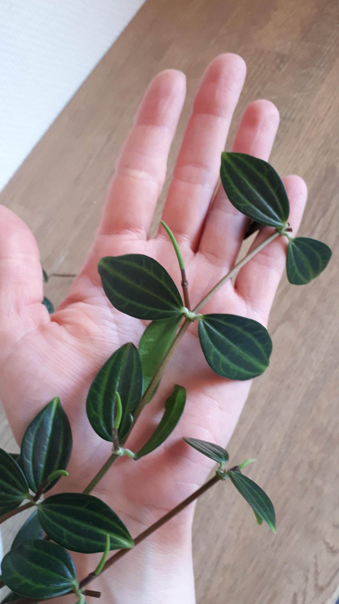 Peperomia Angulata - View 12 from www redcrocus com