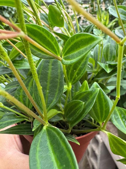 Peperomia Angulata - View 13 from www redcrocus com