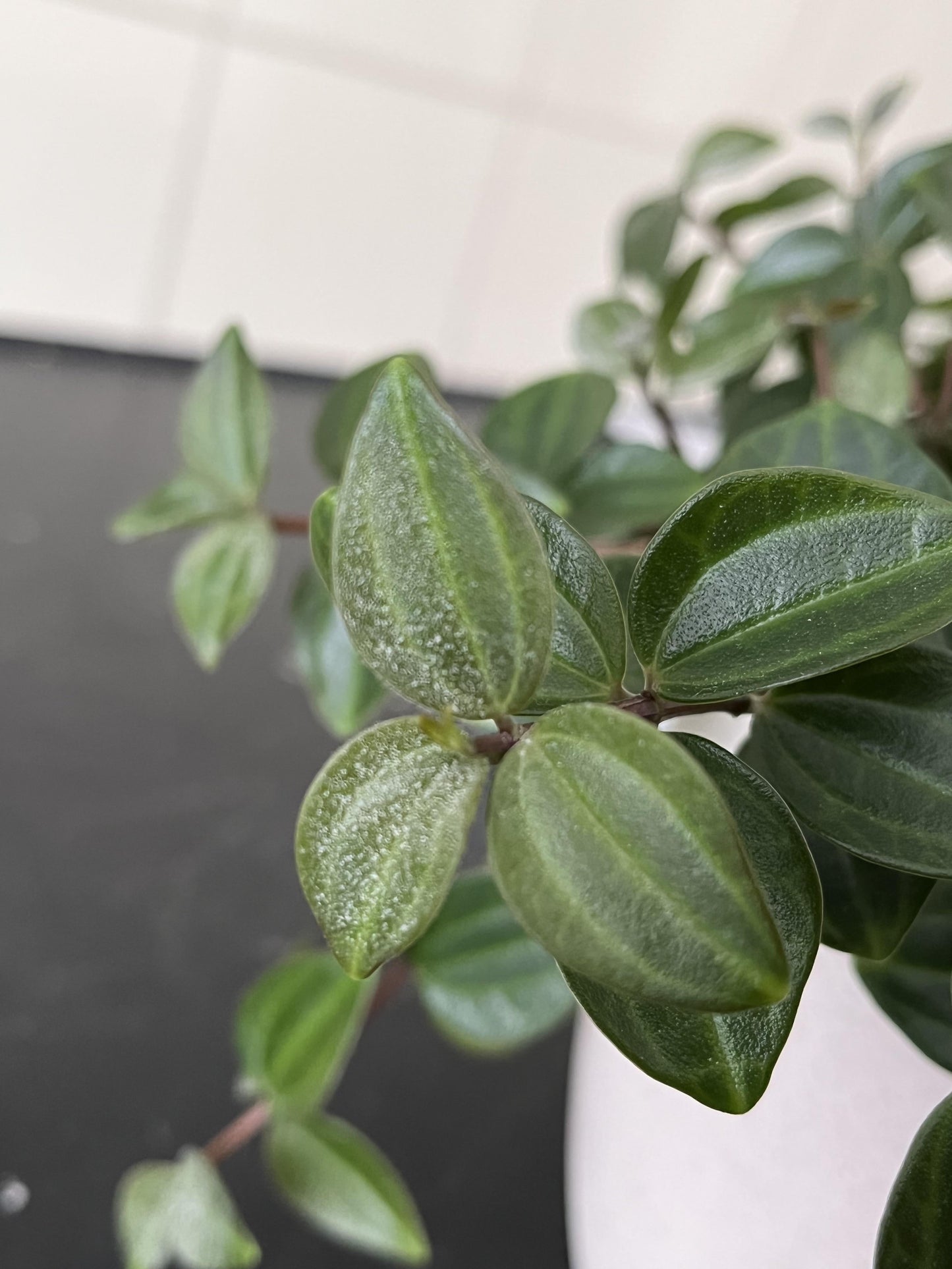 Peperomia Angulata - View 14 from www redcrocus com