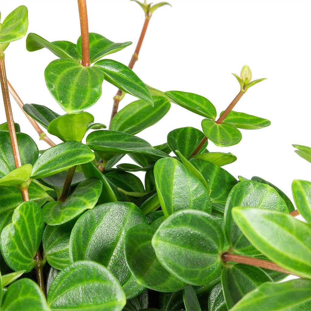 Peperomia Angulata - View 15 from www redcrocus com