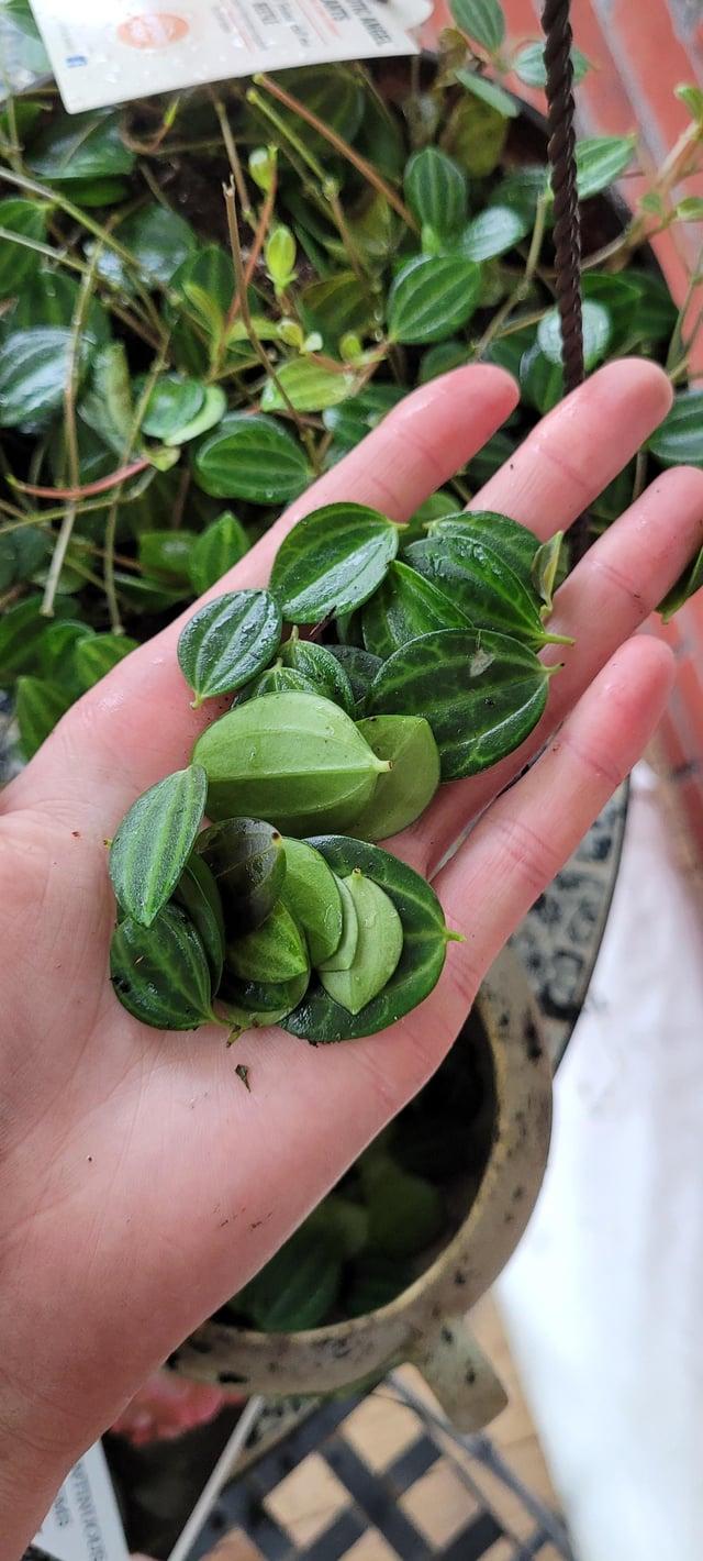 Peperomia Angulata - View 16 from www redcrocus com