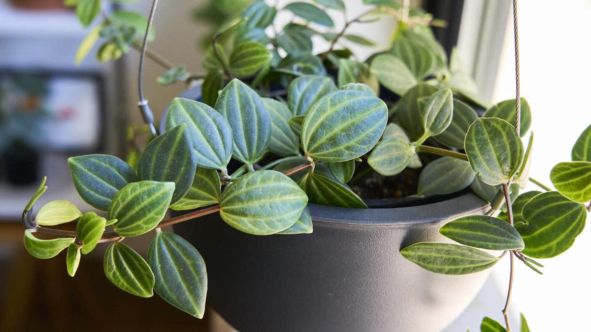 Peperomia Angulata - View 17 from www redcrocus com