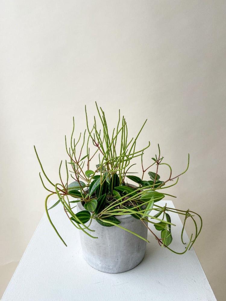 Peperomia Angulata - View 18 from www redcrocus com